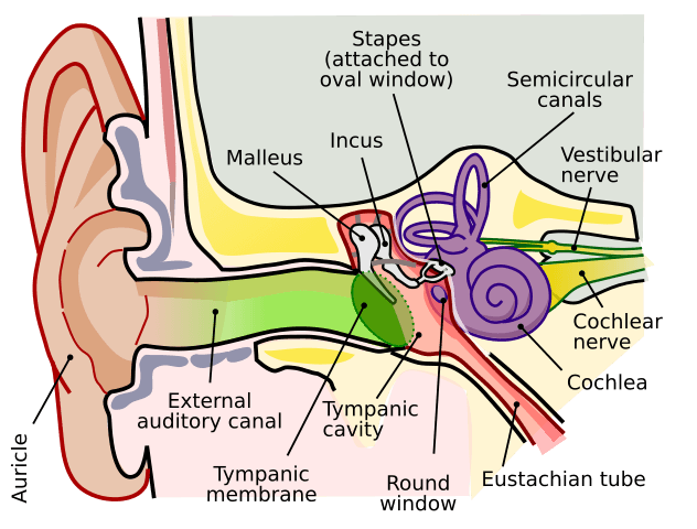 Anatomy of the human ear